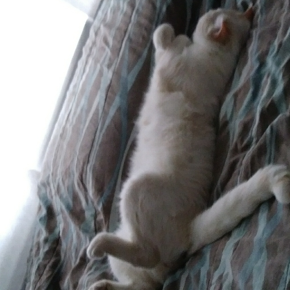 Meet your Posher, Lea